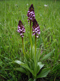 Orchis purpurea